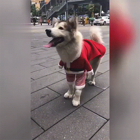 

Christmas Striped Santa Claus Pet Dog Costume, Red, 488599