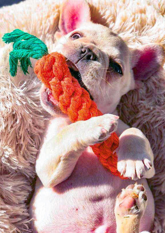 

Carrot Shaped Dog Chew Toy, Orange, 499227