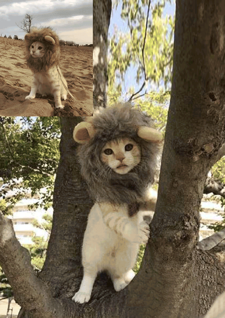 

Halloween Soft Comfortable Adjustable Cat Cap - Brown, 515025