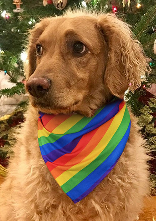 

Rainbow Pet Triangle Scarf, Multicolor, SCM003070