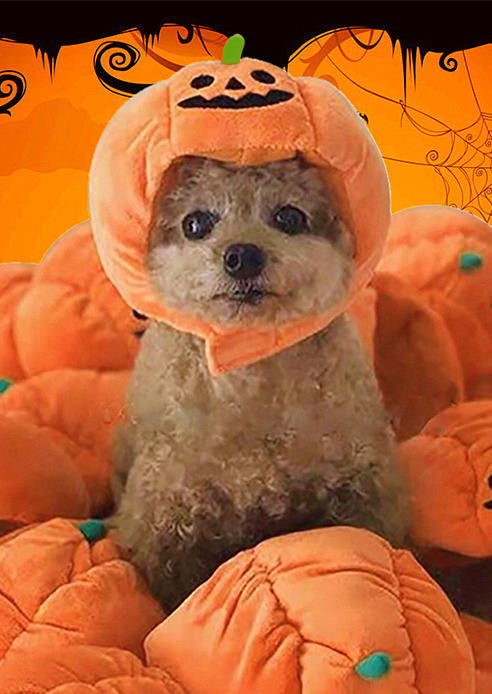 

Halloween Pumpkin Pet Hat - Orange, SCM006941