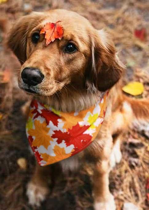 

Maple Leaf Pet Triangle Scarf, Orange, SCM006911